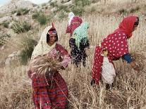 Berber Women Harvesting Near Maktar, the Tell, Tunisia, North Africa, Africa-David Beatty-Photographic Print