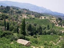 Vineyards on the Island of Samos, Greece-David Beatty-Photographic Print