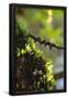 Essential Black