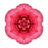 Kaleidoscope Peach Dahlia-David Bookbinder-Stretched Canvas