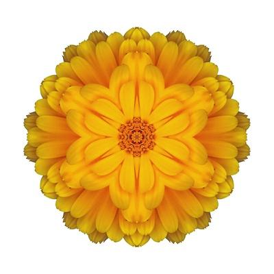 Kaleidoscope Marigold