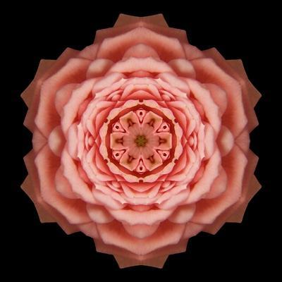 Kaleidoscope Rose