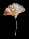 Kaleidoscope Begonia-David Bookbinder-Art Print