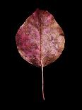 Rustic Leaf 3-David Bookbinder-Art Print