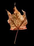 Rustic Leaf 3-David Bookbinder-Art Print