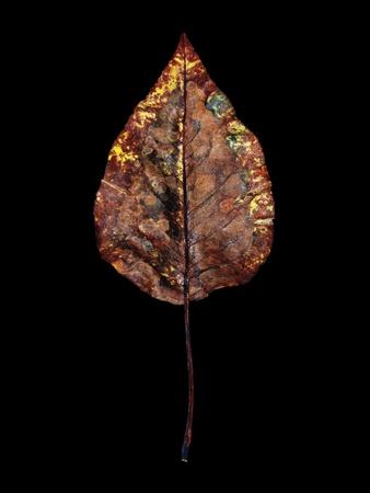 Rustic Leaf 4