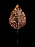 Rustic Leaf 4-David Bookbinder-Art Print