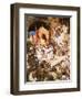 David Bringing Ark into Jerusalem-William Brassey Hole-Framed Premium Giclee Print