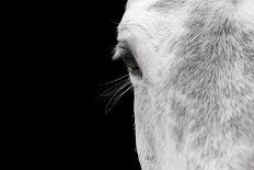 Horse, adult, close-up of head, eyelashes and eye-David Burton-Photographic Print