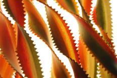 Kiwi (Actinidia chinensis) close-up of slice, showing seeds-David Burton-Photographic Print