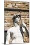 David by Michelangelo Dating from the 16th Century, Piazza Della Signoria, Florence (Firenze)-Nico Tondini-Mounted Photographic Print