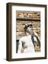 David by Michelangelo Dating from the 16th Century, Piazza Della Signoria, Florence (Firenze)-Nico Tondini-Framed Photographic Print