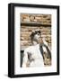 David by Michelangelo Dating from the 16th Century, Piazza Della Signoria, Florence (Firenze)-Nico Tondini-Framed Photographic Print