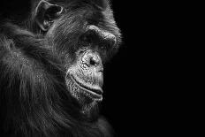 Black and White Animal Portrait of a Chimpanzee with a Contemplative Stare-David Carillet-Photographic Print