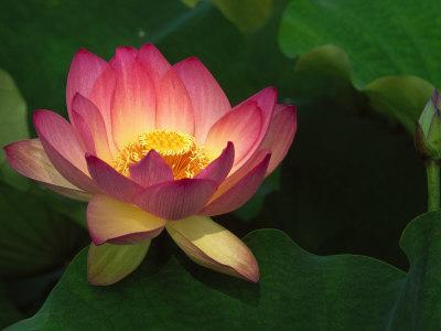 Lotus Flower, Echo Park Lake, Los Angeles, CA