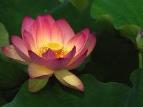 Lotus Flower, Echo Park Lake, Los Angeles, CA-David Carriere-Photographic Print