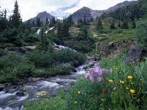 Wildflowers, Maroon Bells, CO-David Carriere-Photographic Print