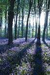 Dartmoor, Wistmans Wood, Stunted Oak Trees, Vert Pano-David Clapp-Framed Photographic Print