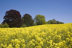 Yellow Rape Fields, Canola Fields, Wiltshire, England Against a Blue Sky-David Clapp-Framed Stretched Canvas