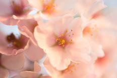 Close-Up of the Cherry Blossom Flowers around the Tidal Basin, the Spring-David Coleman-Photographic Print