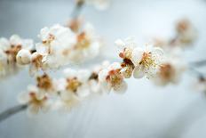 Washington DC - Petals Falling of the Cherry Blossoms-David Coleman-Laminated Photographic Print