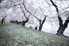 Washington DC - Petals Falling of the Cherry Blossoms-David Coleman-Stretched Canvas