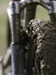A Muddy Mountain Bike Tire, Mt. Bike-David D'angelo-Photographic Print