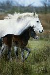 Horse with it's Foal in Field, Side View-David De Lossy-Photographic Print