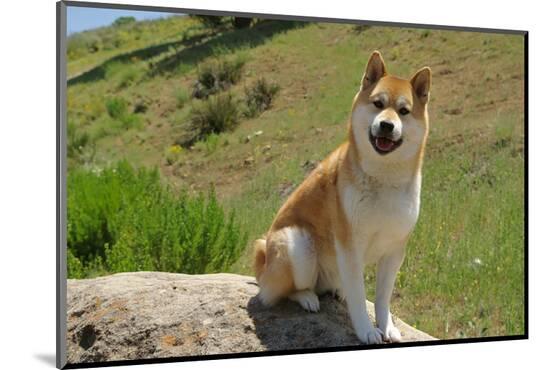 Photographic Print, , large