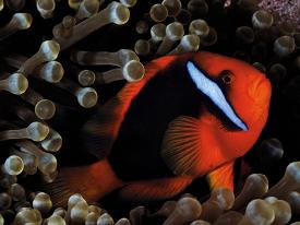 affordable clown fish poster