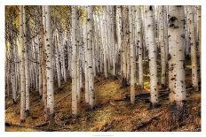 Yellow Woods IV-David Drost-Photographic Print