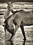 Longhorn & Baby-David Drost-Photographic Print