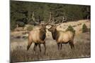 Wood Mount