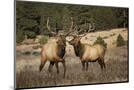Wood Mount