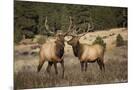 Wood Mount