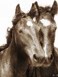 Beach Horses I-David Drost-Photographic Print