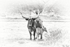 Longhorn & Baby-David Drost-Photographic Print