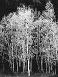 Grove of Aspen Trees (Populus Tremuloides), in Late Afternoon-David Epperson-Photographic Print