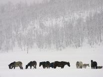 Horses and Aspen Trees on Hills in Snowstorm, Winter-David Epperson-Photographic Print