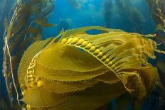 Green sea turtle swimming over sand seabed, Hawaii-David Fleetham-Photographic Print