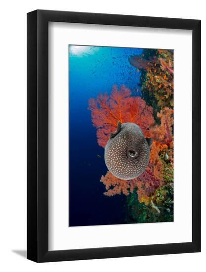 Premium Photographic Print, , large
