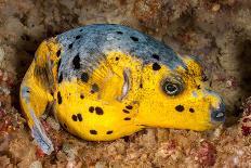 Blackspotted puffer curled up on reef, Philippines-David Fleetham-Photographic Print