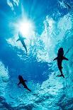 Blacktip reef sharks silhouetted just below the ocean surface-David Fleetham-Photographic Print