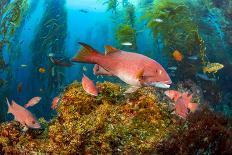 Female California sheephead in Giant kelp, California, USA-David Fleetham-Photographic Print