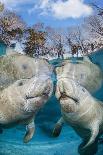 pantropical spotted dolphins side by side, porpoising, hawaii-david fleetham-Photographic Print