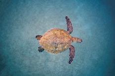 Female California sheephead in Giant kelp, California, USA-David Fleetham-Photographic Print