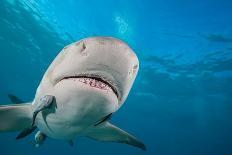 Lemon shark swimming with Remoras, Grand Bahamas-David Fleetham-Photographic Print