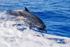 pantropical spotted dolphins side by side, porpoising, hawaii-david fleetham-Photographic Print