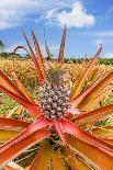 Red pineapple with fruit, Maui, Hawaii, USA-David Fleetham-Photographic Print