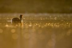 Otter (Lutrinae), West Coast of Scotland, United Kingdom, Europe-David Gibbon-Laminated Photographic Print